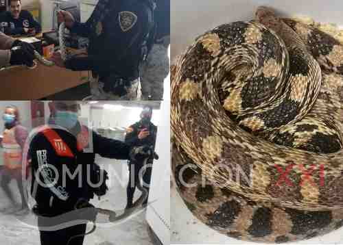 Encuentran serpiente de metro y medio en Metro de la CDMX